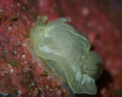 Goniodoris nodosa