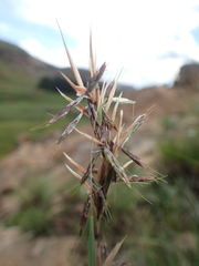 Cymbopogon nardus