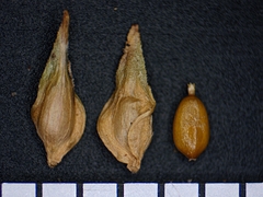Carex echinodes