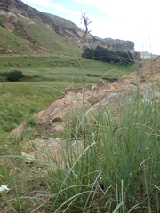 Cymbopogon nardus
