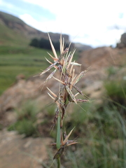 Cymbopogon nardus