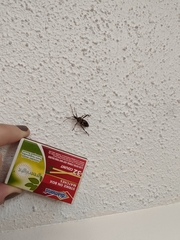 Leptoglossus occidentalis