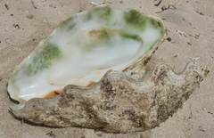 Tridacna derasa