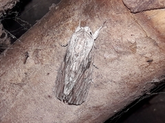 Spodoptera albula