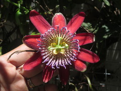 Passiflora alata
