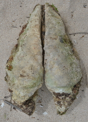 Tridacna derasa