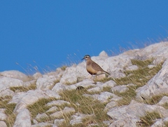 Charadrius morinellus