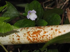 Strobilanthes tetrasperma