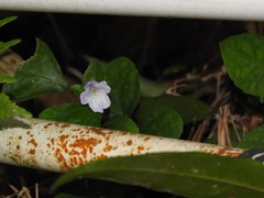 Strobilanthes tetrasperma