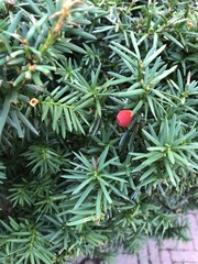 Taxus