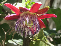 Passiflora alata