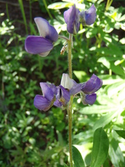Lupinus arcticus