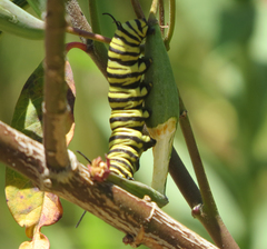 Danaus erippus