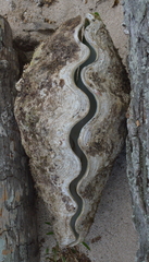 Tridacna derasa