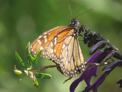 Danaus erippus