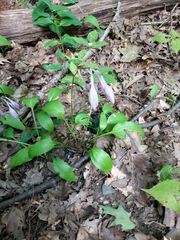 Hosta lancifolia