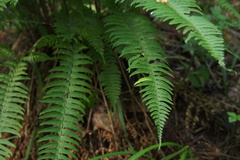 Polystichum tripteron