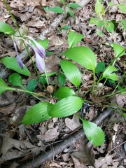 Hosta lancifolia