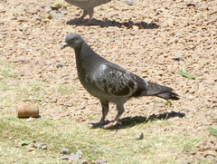 Columba livia