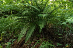 Polystichum tripteron