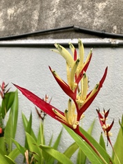 Heliconia psittacorum