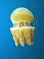 Versuriga