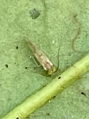 Xanthocaecilius sommermanae