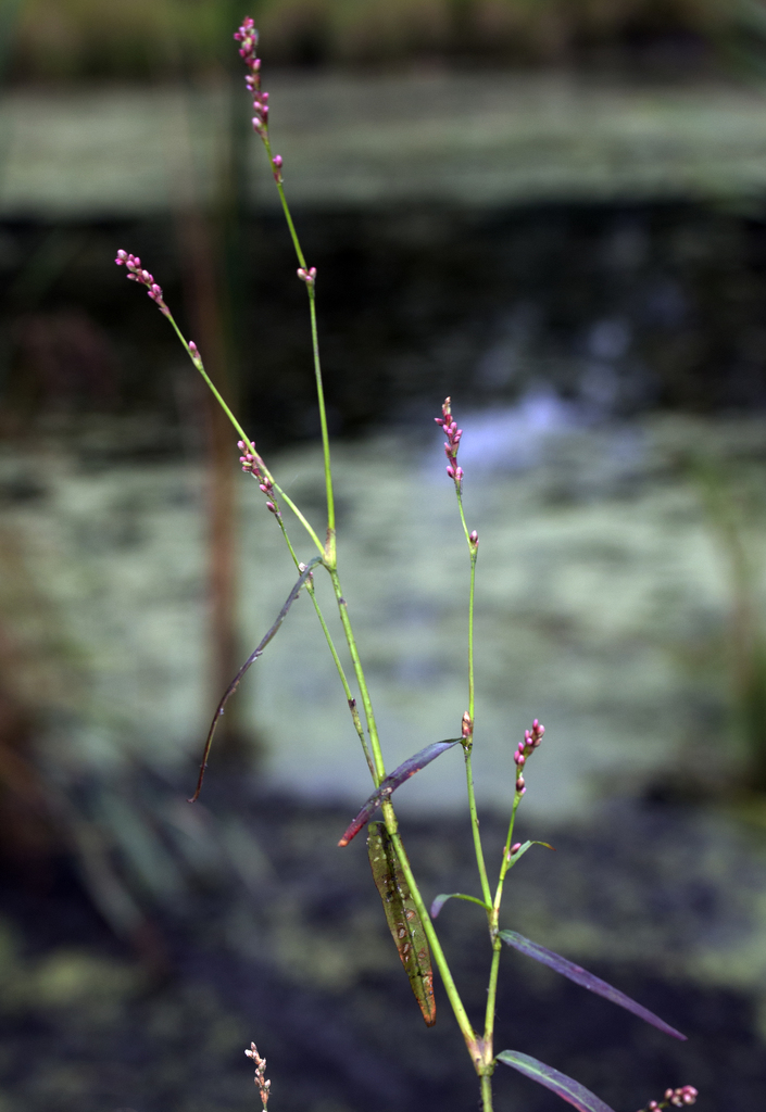 Small water-pepper (Persicaria minor)