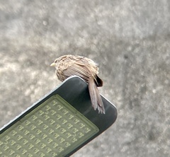 Argya affinis