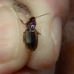 Agonum pallipes