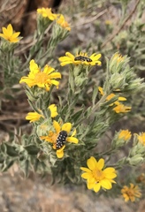 Acmaeodera rubronotata