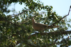 Streptopelia decaocto