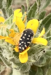Acmaeodera rubronotata