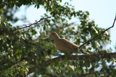 Streptopelia decaocto