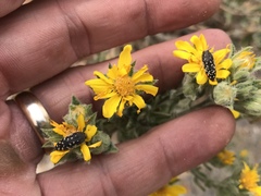 Acmaeodera rubronotata