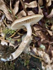 Meottomyces