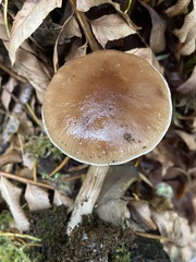 Meottomyces