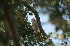 Streptopelia decaocto