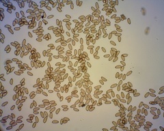 Meottomyces