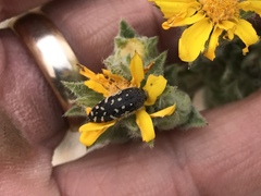 Acmaeodera rubronotata
