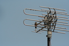 Pyrocephalus rubinus