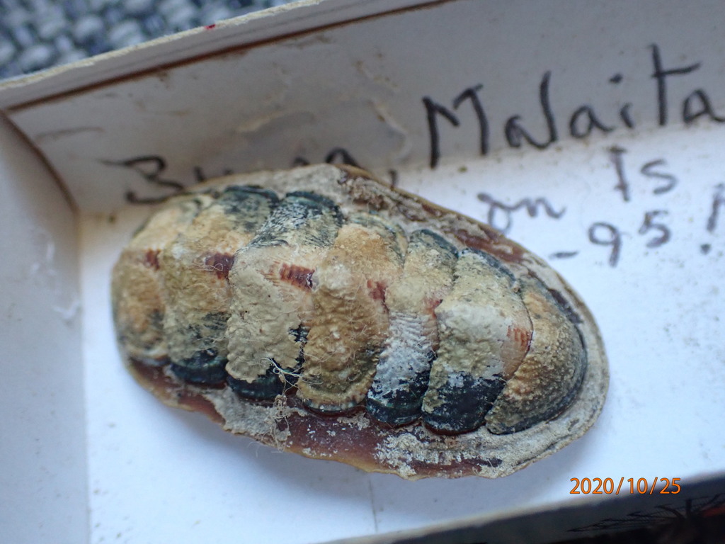 Onithochiton lyellii