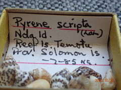 Mitrella scripta