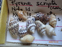 Mitrella scripta