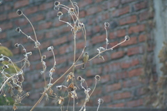 Sporophila torqueola