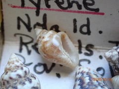 Mitrella scripta