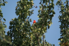 Pyrocephalus rubinus