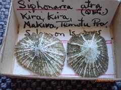 Siphonaria atra