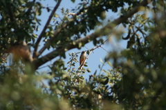 Pyrocephalus rubinus