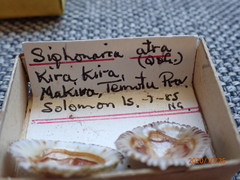 Siphonaria atra